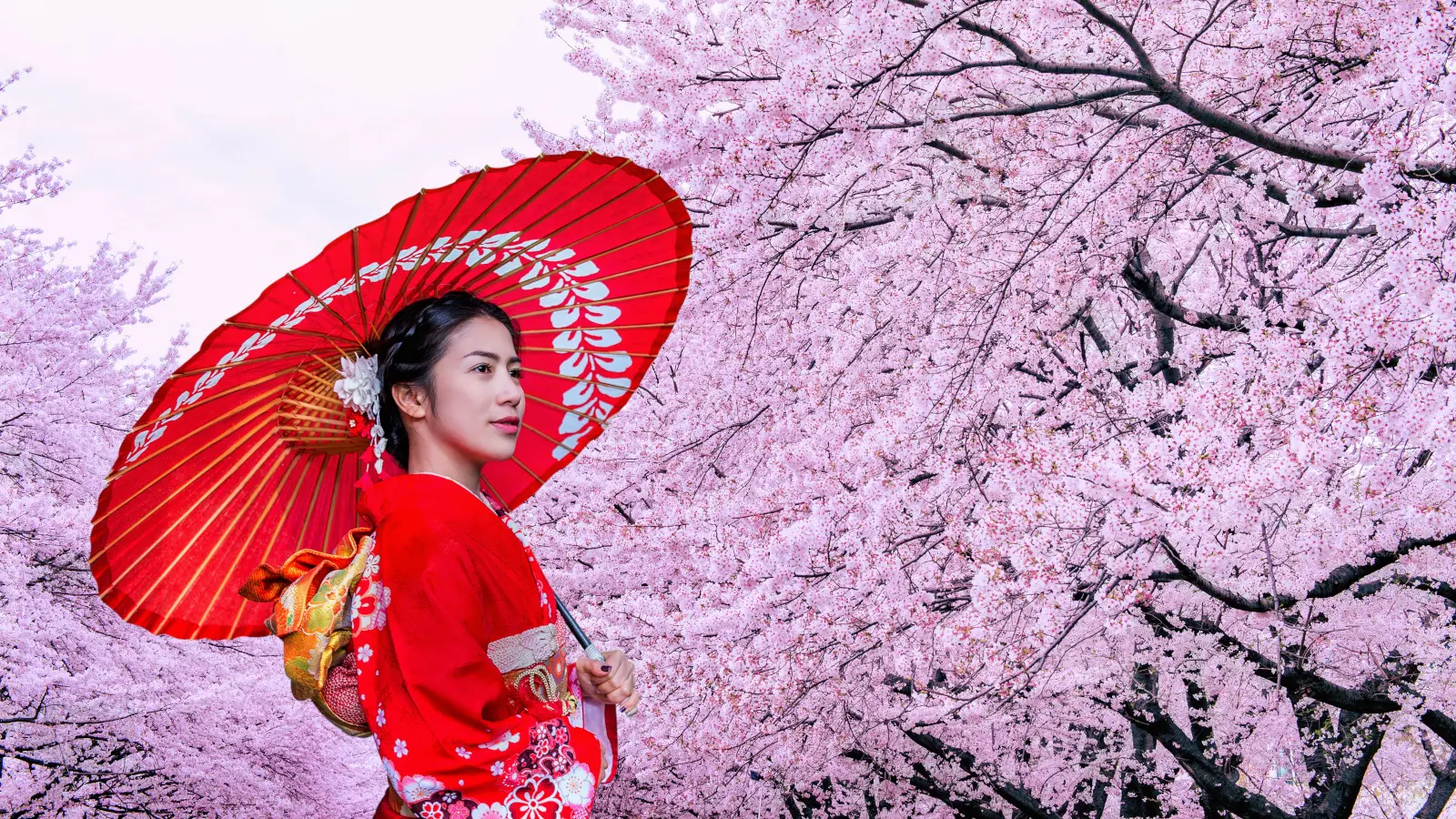 sakura cherry blossom japan tourism
